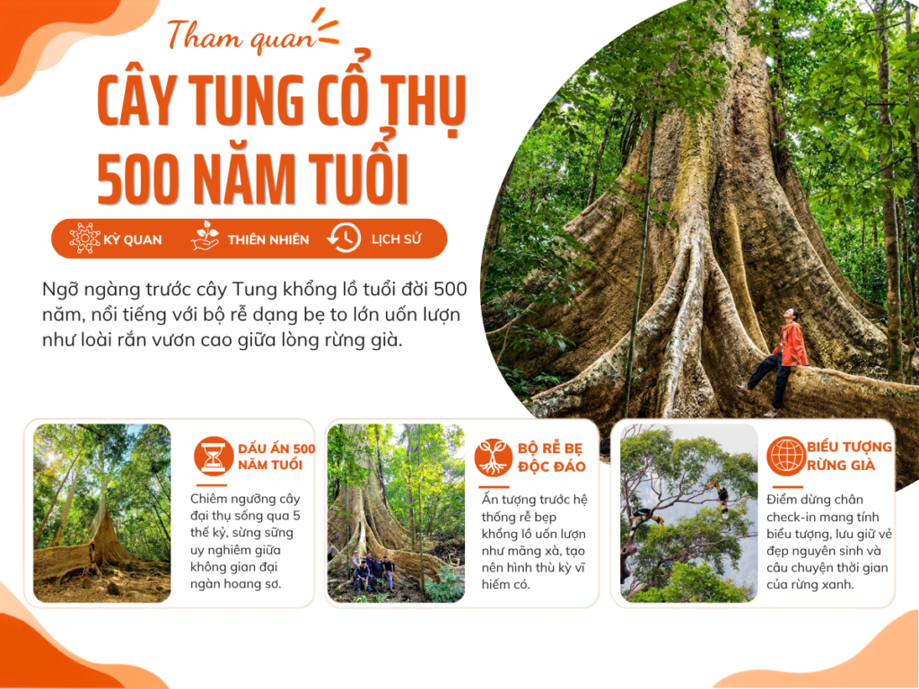 Cây-Tung-cổ-thụ- ssttravel